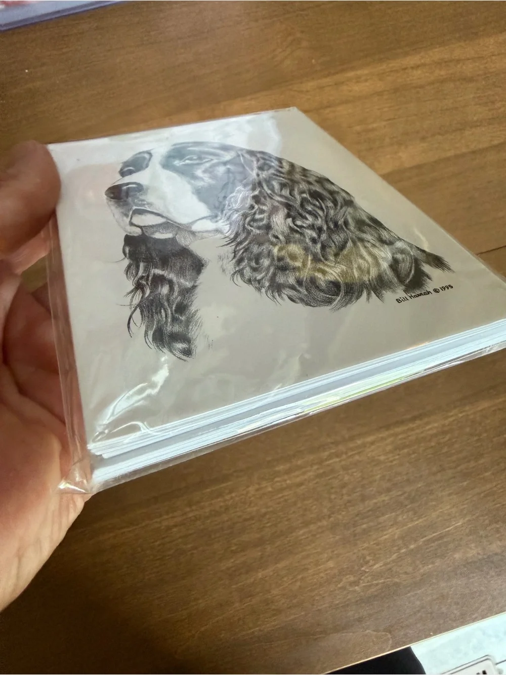 Springer Spaniel Dog Note Cards (8) Fine Art Drawing
